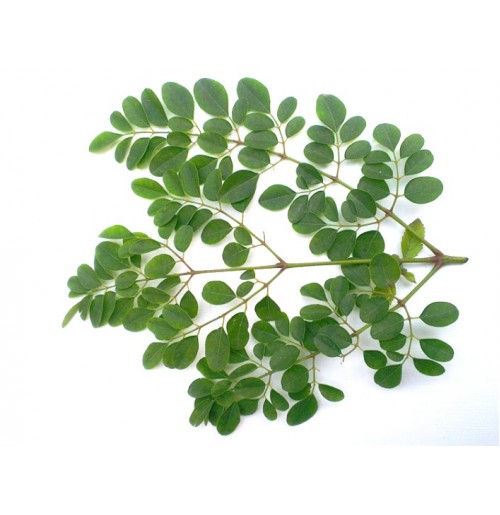 Drumstick (Moringa) Leaves